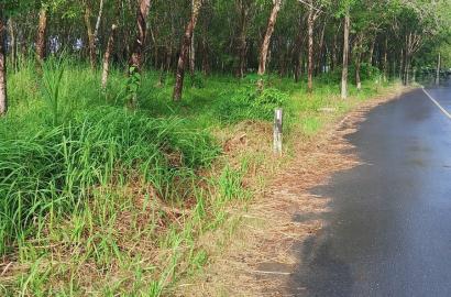 FHP-65398 ตะกั่วทุ่ง พังงา 