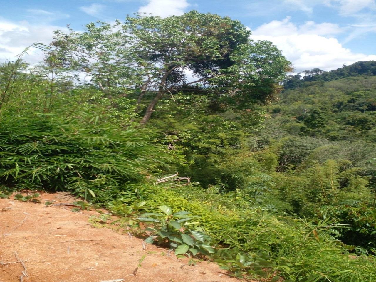 FHP-V4940 ท้ายเหมือง พังงา 