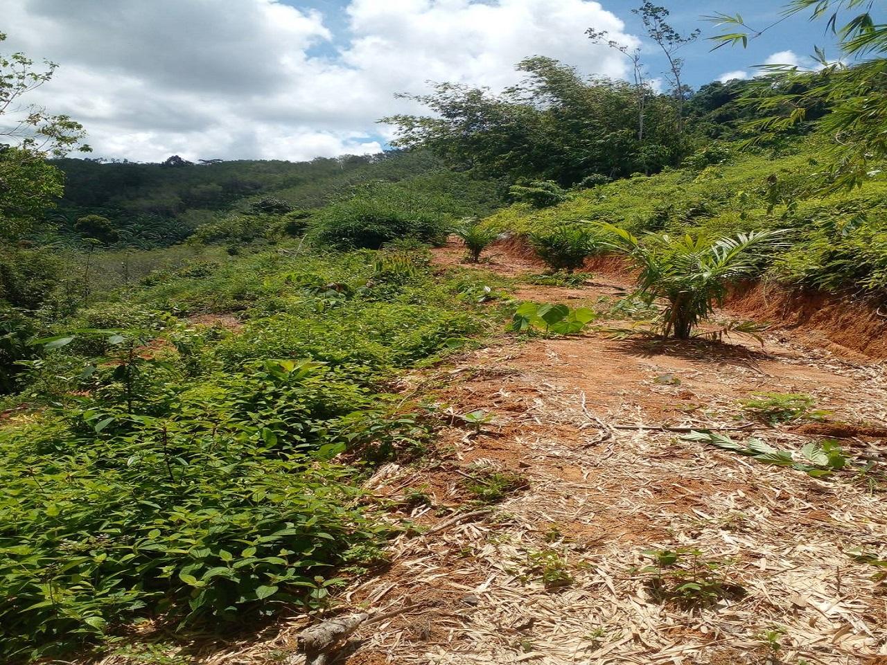 FHP-V4940 ท้ายเหมือง พังงา 