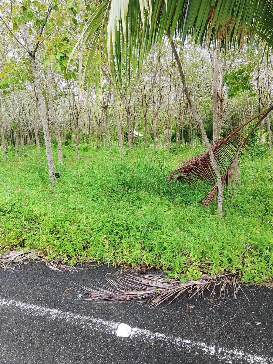 FHP-79396 ตะกั่วทุ่ง พังงา 